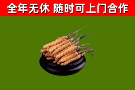 宝丰回收冬虫夏草