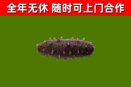 宝丰回收海参干